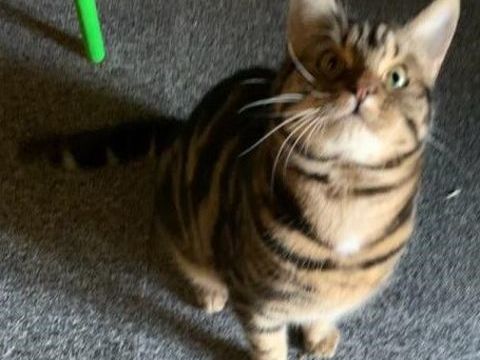 Juju chat joueur de 2 ans 0 49150 Fouger�