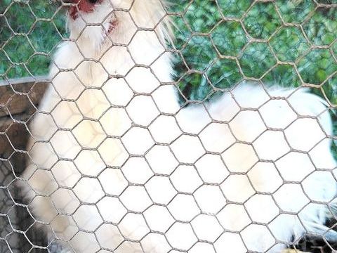 Joli coq de soie 20 71190 tang-sur-arroux