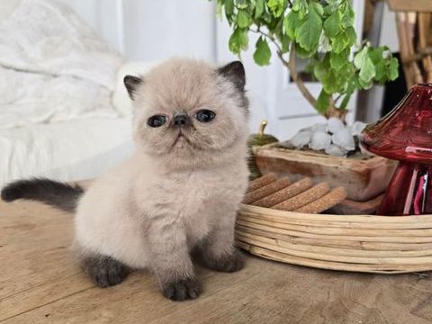 Chatons exotic shorthair LOOF 1500 84410 B�doin