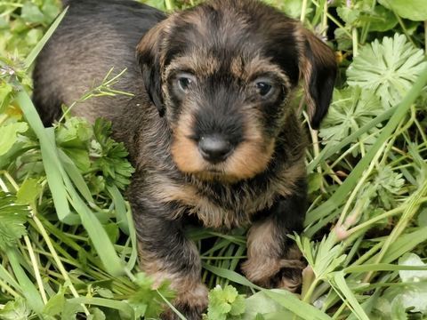 CHIOT TECKEL NAIN POILS DURS 1750 85440 Avrill�