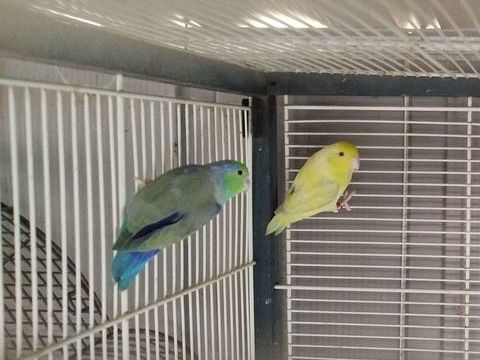 Couple touis c&eacute;lestes 70 37800 Noyant-de-touraine