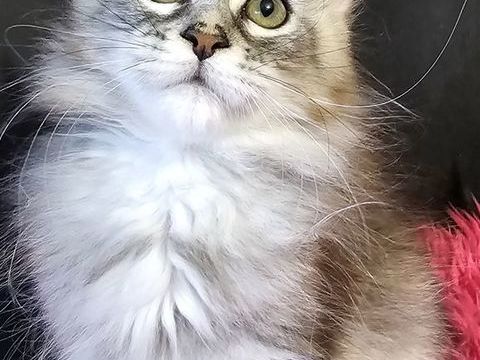 2 femelles Maine Coon Loof, LIVRAISON 900 22250 Éréac