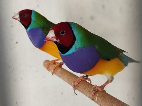 Gould male 40 13200 Arles