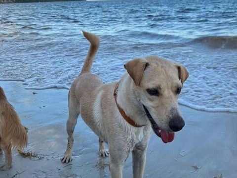 BUDY le magnifique 350 53000 Laval