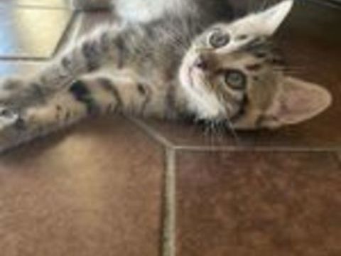   Chatons 