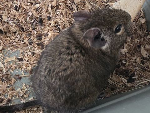 mon octodon &agrave; une personne s&eacute;rieuse et bienveillant 25 52100 Saint-dizier