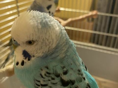 : 2 perruches ondul&eacute;es m&acirc;les + cage + accessoires 150 31240 Saint-jean