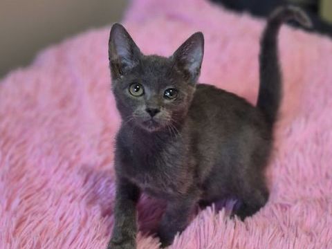 APOLLON 180 60000 Beauvais