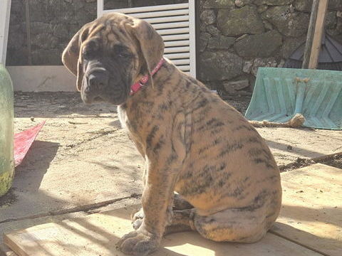 Chiots dogue allemand 900 83136 N�oules