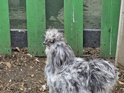 A donner coq 0 59114 Steenvoorde