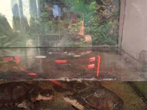 Donne contre bons soins deux tortues d'eau P&eacute;lom&eacute;dusa 0 35000 Rennes