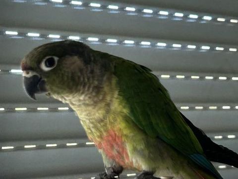 Conure femelle eam 300 06400 Cannes