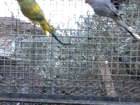 divers grandes perruches 50 38150 Roussillon