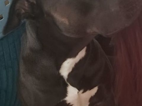 Chien &agrave; donner 0 95800 Cergy