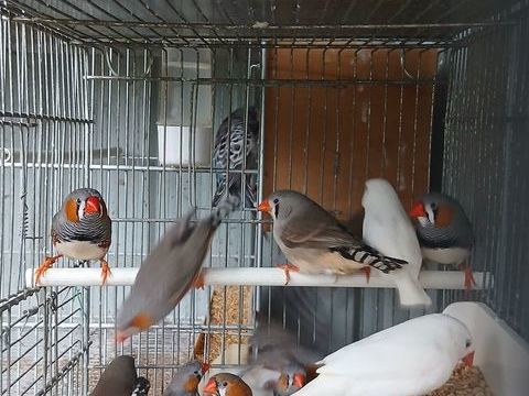 Mandarins 7 44150 Ancenis