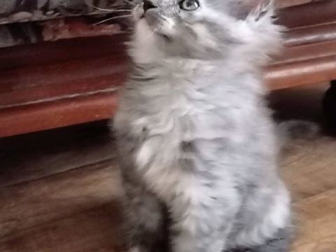 chatons maine coon 1500 63200 Riom