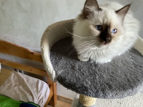 sacr&eacute; de birmanie
1350 06000 Nice