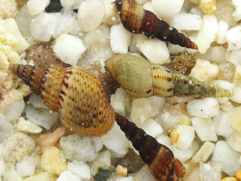 Escargot m&eacute;lano&iuml;de 1 33150 Cenon