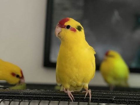 Kakariki a C&eacute;der - 2 Mois 70 64122 Urrugne