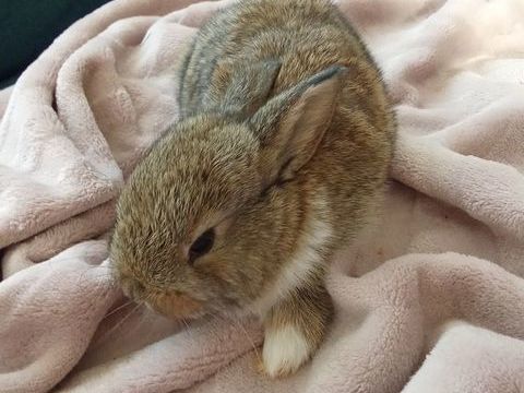 B&eacute;b&eacute; lapin m&acirc;le 85140 20 85140 Les essarts
