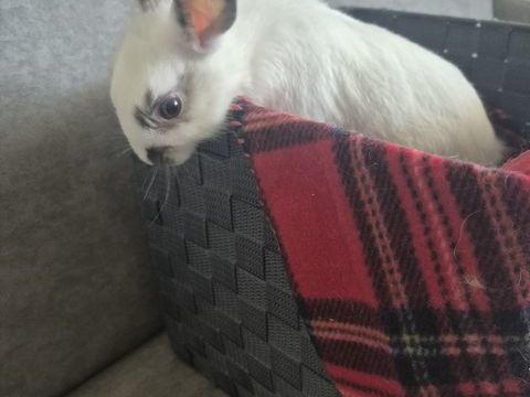 JEUNE LAPIN NAIN 0 31140 Launaguet