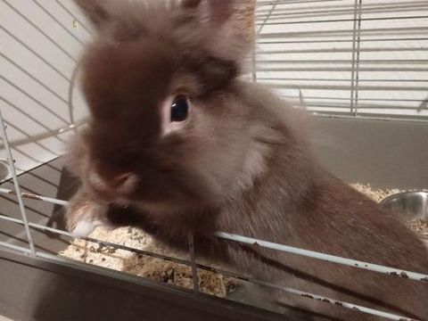d'un lapin nain 40 01000 Bourg-en-bresse