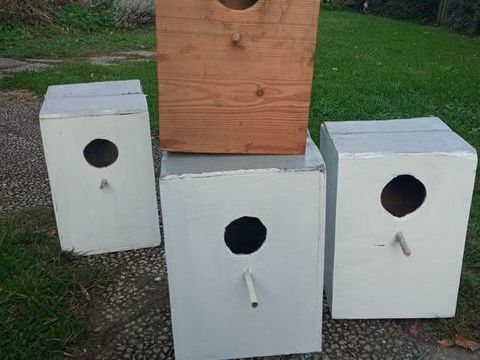 Nid grande perruche 5 44460 Fgrac