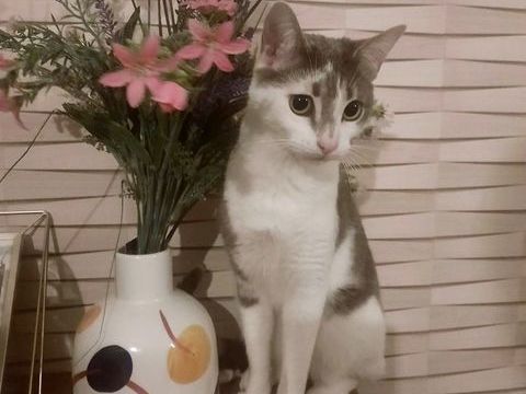 Siloé Chatte - Leforest 62 150 59500 Douai