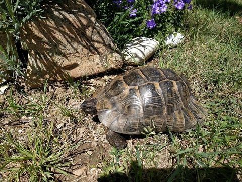 Tortue adulte 35 Ans Ibera (Legale avec documents et cic) 240 85440 Talmont-saint-hilaire
