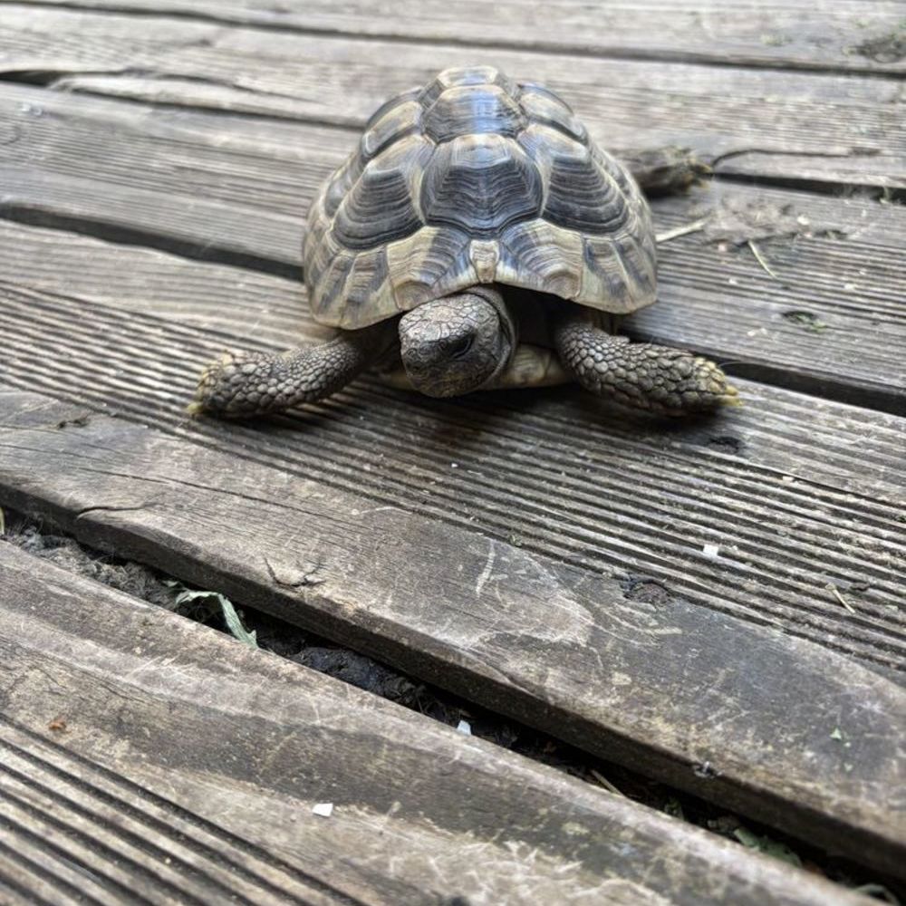   Vend mâle tortue Herman boetgerie  