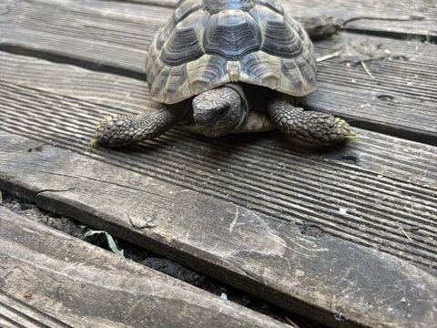 Vend m&acirc;le tortue Herman boetgerie 300 63110 Beaumont