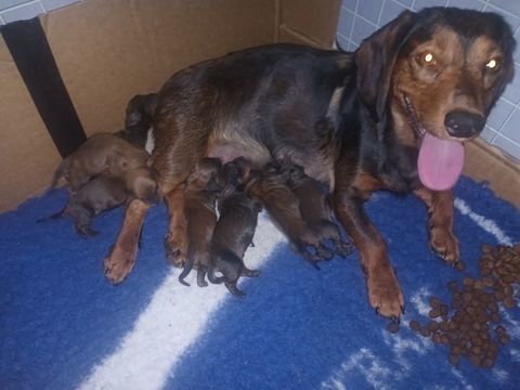 Chiot basset des alpes 0 38000 Grenoble