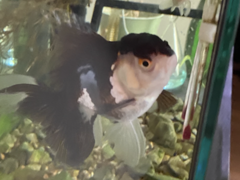 Poisson rouge - oranda panda 10cm 15 21370 Plombires-ls-dijon