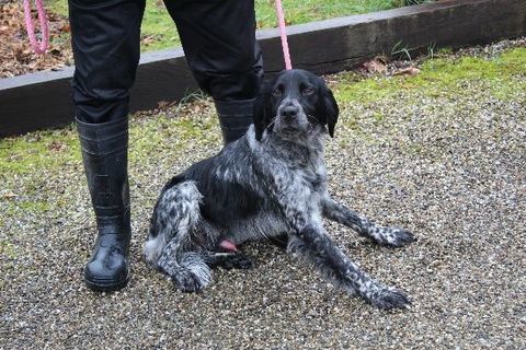 Chien CLINT &agrave; l adoption 210 47160 Caubeyres