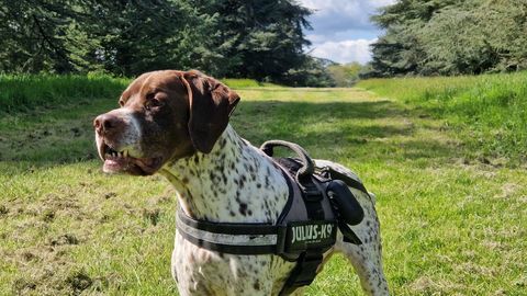 Donne chien braque français de 11 ans 0 78000 Versailles