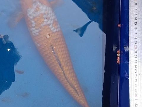 carpe    de  bassin 20 59670 Cassel