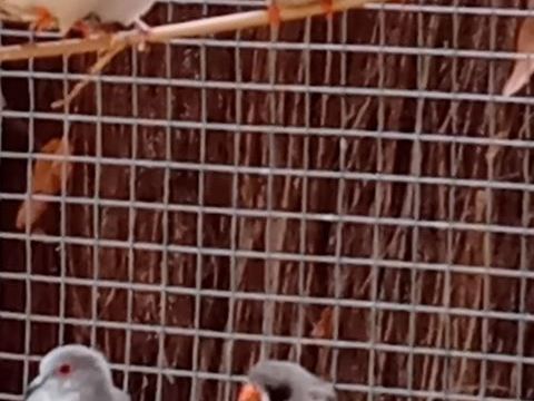Mandarin, moineau du Japon, padda 20 44130 Blain