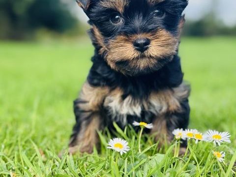 Mâle Yorkshire né le 02/09/2025 850 22260 Saint-clet