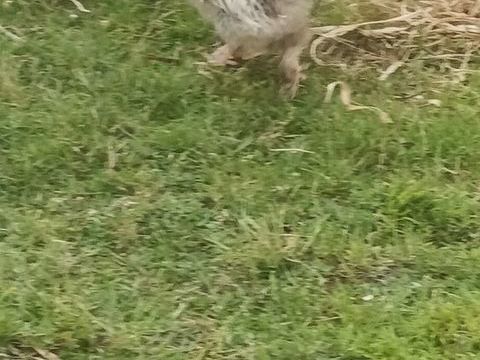 Coq  Pékin plus 1coq de soie 15 33230 Abzac