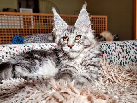 Chatons Maine coon LOOF 2000 42630 Régny