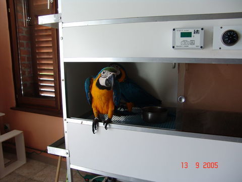 jeune ararauna eam 1500 59310 Landas