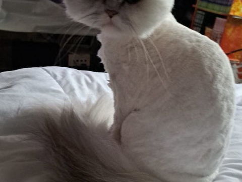 Chat persan 0 59000 Lille