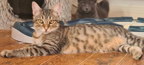 YUKA CHATON TIGRE 10 MOIS 225 92260 Fontenay-aux-roses