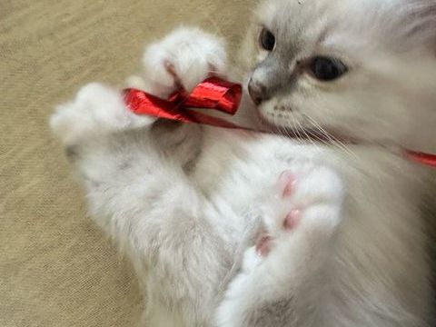 chaton sacr&eacute; de birmanie femelle 1200 13008 Marseille