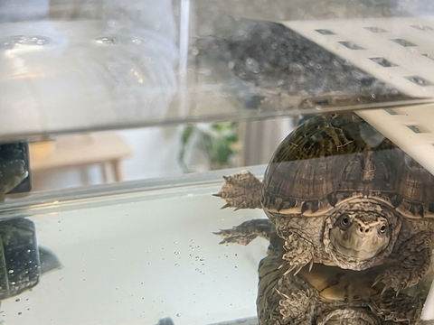 Tortue d'eau 50 06220 Vallauris