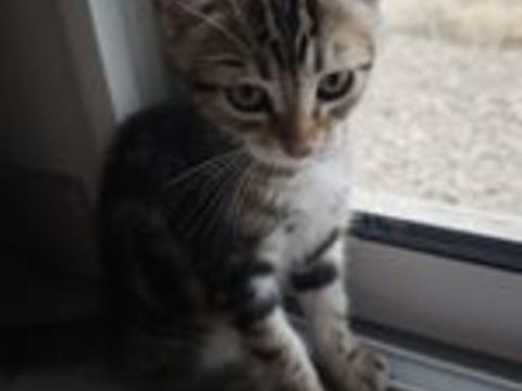   Donne adorable chatons 