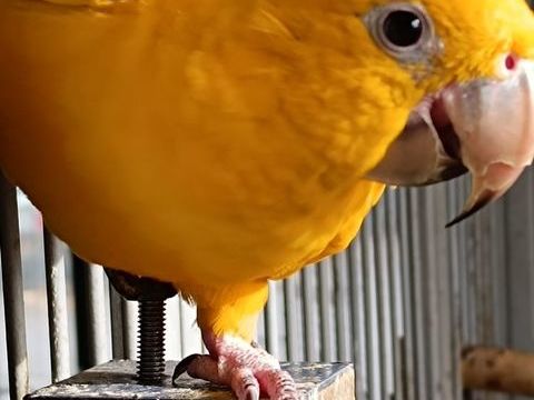 capacitaire c&egrave;de guaroubas EAM 1300 79000 Niort