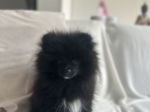 Chiot spitz 1400 83500 La seyne-sur-mer