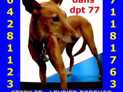 LEVRIER MARRON PERDU DPT 77 0 75018 Marolles en brie 77