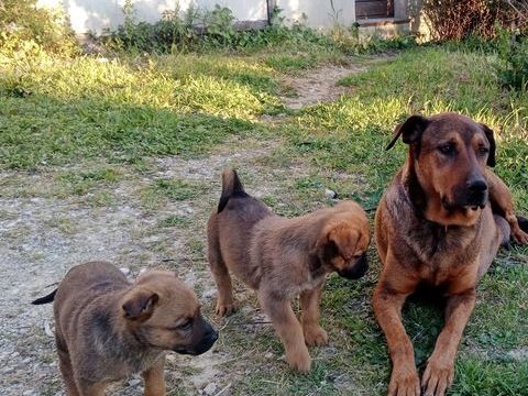 Chiots &agrave; adopter 0 13360 Roquevaire